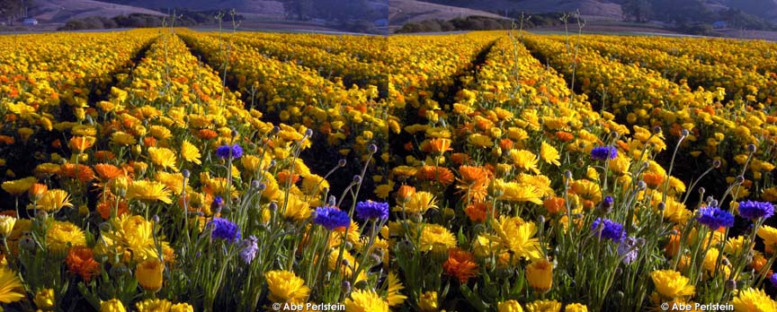 [070811-Los-Osos-Valley--marigold-crop-rows-4-X-C-BLOG.jpg]