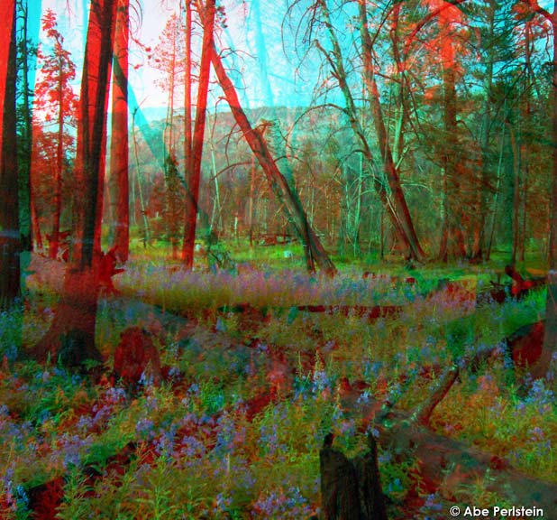 [070905-S-Lake-Tahoe--Angora-fire-burn-area--wildflowers-1-ANA-C-BLOG.jpg]