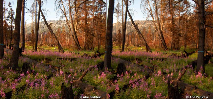 [070905-S-Lake-Tahoe--Angora-fire-burn-area--wildflowers-1-X-C-BLOG.jpg]