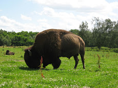 Toujours les bisons