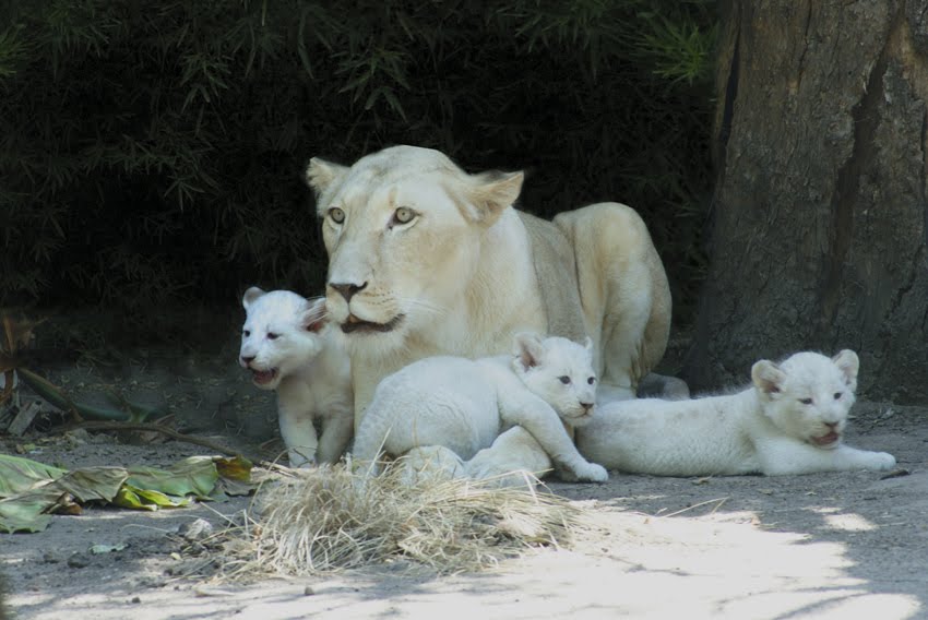 EL INFORMATORIO: Los chicos podrán elegir los nombres de los primeros leones  blancos nacidos en el Zoo porteño
