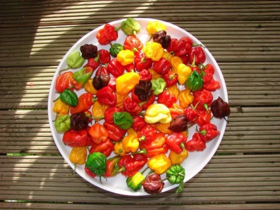 ELLE MANGE LE PIMENT LE PLUS FORT DU MONDEYouTube