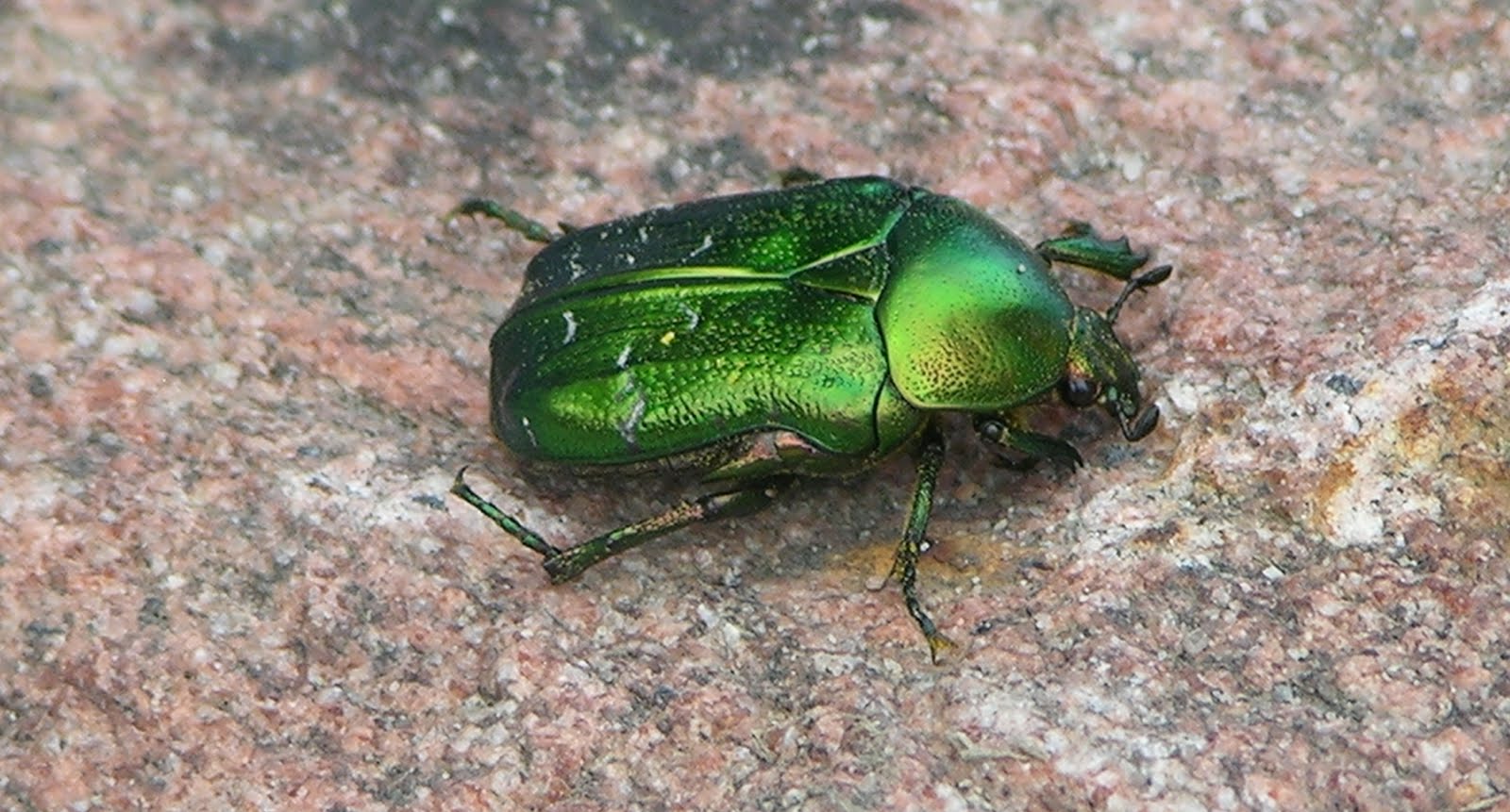 Snäckskalsdalen Jag har en guldbagge!