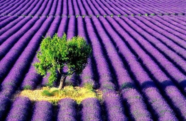 [lavanda.JPG]