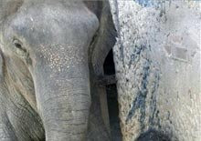 imagen de Babaty la elefanta
