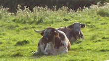 The Cows