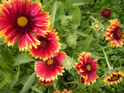 I planted gaillardia from seed early on in building my garden. They have freely reseeded themselves ever since. They are very tough taking tons of abuse, but are still easy to removed if desired.