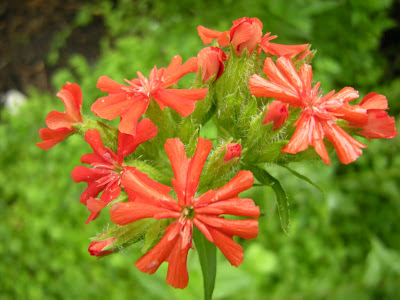 This is a wildflower pass-a-long from my mom - Maltese Cross. She got it from one of those big can wildflower mixes.