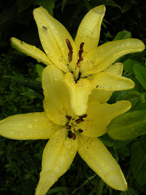 These Ivory pixie lilies are usually white. Not sure what is going on with them this year, but they are still very pretty.