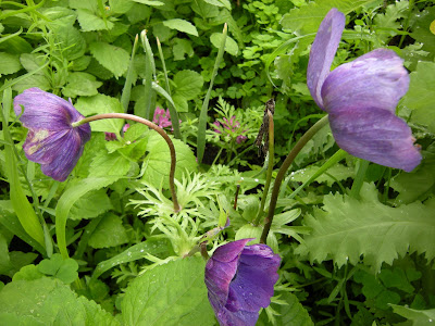 Mr. Fokker anemone has been doing fantastic! I can't believe that they are still blooming. You can see some pink allium in the background.