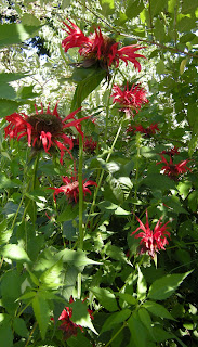 Bee balm that I got from my parent's garden. It is doing lovely even in the shade. So far, no mildew this year and it has been pretty humid.