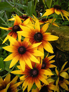 One of my all-time favorites - rudbekia hirta. This is a volunteer. They are native around here.