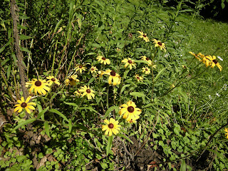 Native black-eyed Susan. the native plant nursery owner gave this to me as he had a bunch that he couldn't sell because it wasn't looking to good. It easily made a comeback.