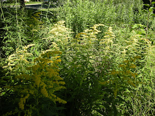 Native goldenrod volunteer. It has been doing a nice job creating a patch over the years and better yet, I never have to weed this area!
