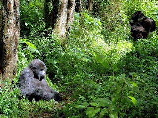 Superinteressante Gorilas Congo