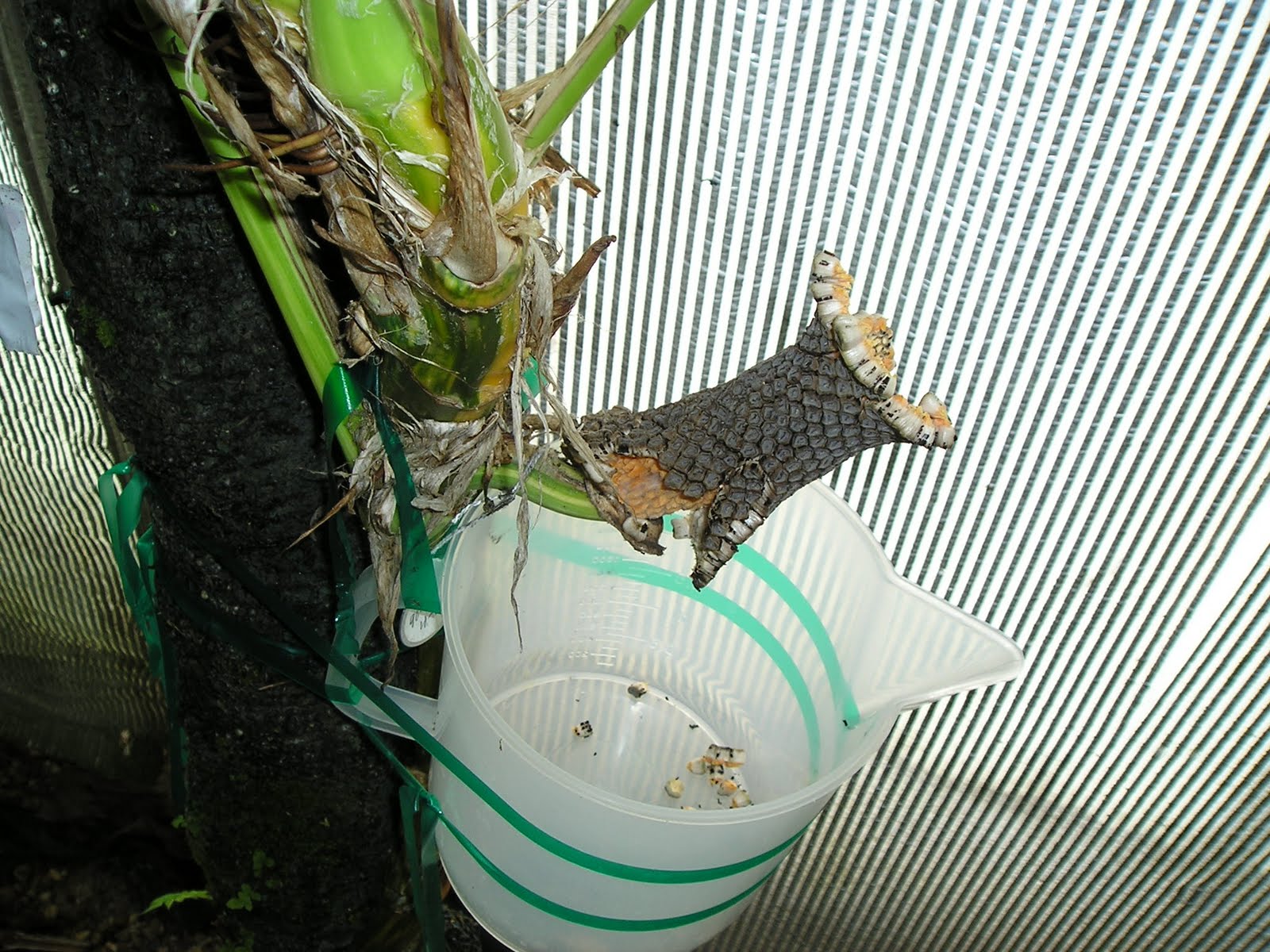 Plant Daddy How to Catch Pothos Seed.......