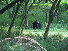 Black Bear Along The Rails Trail