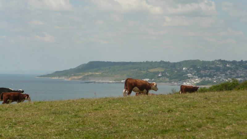 Hills above Charmouth