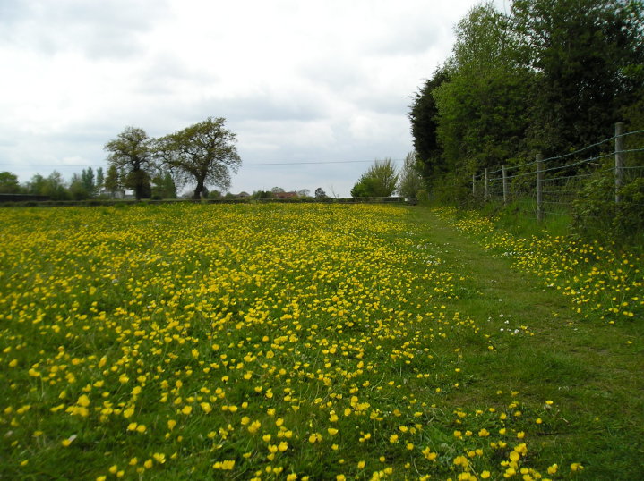 Buttercups cover a meadow on the way down to the river from Oulton Broad South station