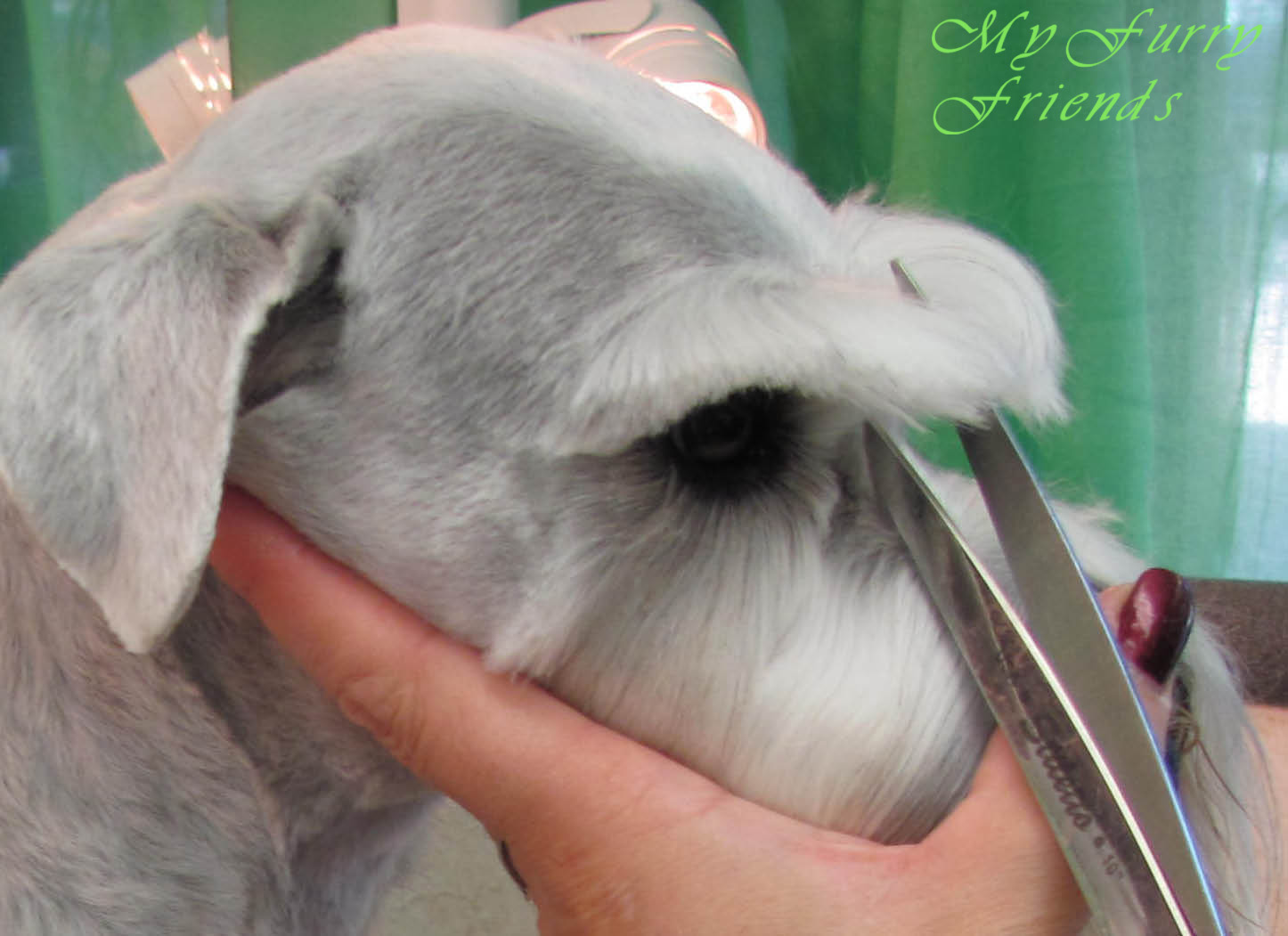 Pet Grooming The Good, The Bad, & The Furry Schnuazer Eyebrows