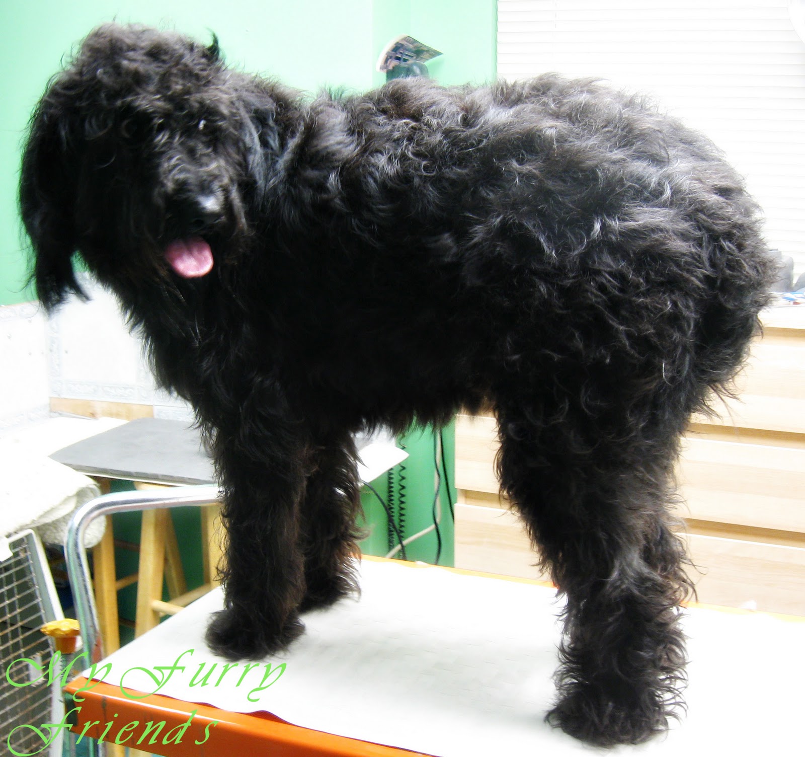 Pet Grooming The Good, The Bad, & The Furry Grooming Labradoodles