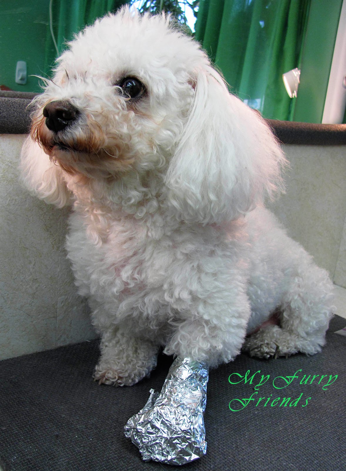 Pet Grooming The Good, The Bad, & The Furry Better Day