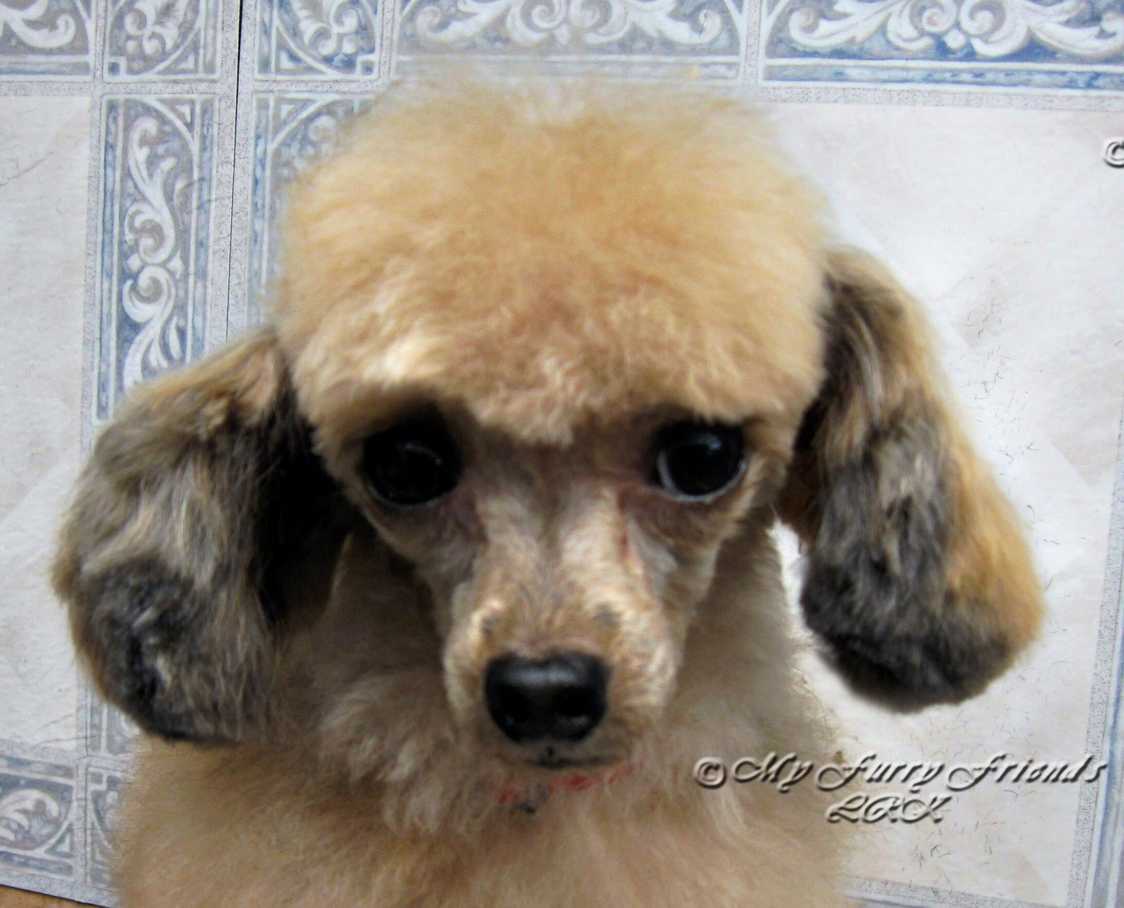 Pet Grooming: The Good, The Bad, & The Furry: Tuesdays Tip #12 Ear Styles
