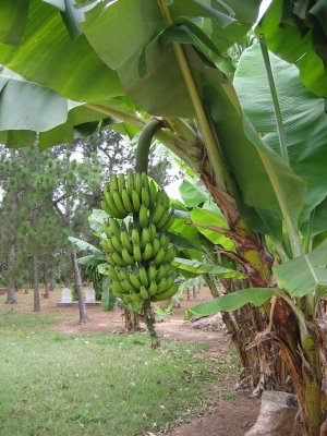 Banana's Story | Sumandak Kinabalu Little Corner