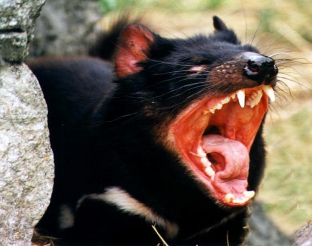 [Tasmanian-devil-2.jpg]