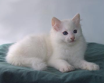 cute+white+kitten.png