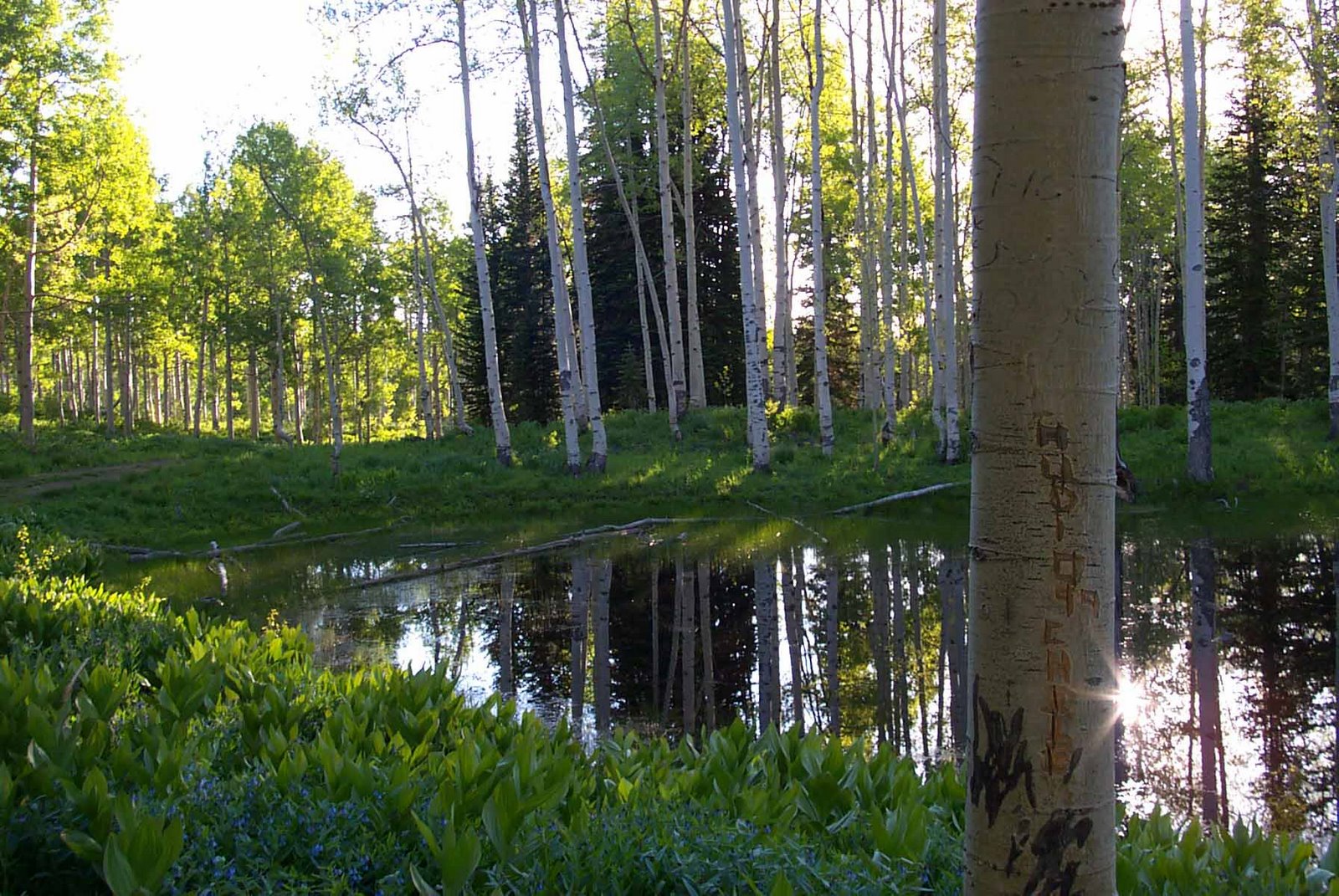 [Pond1+in+Wasatch+2002.jpg]