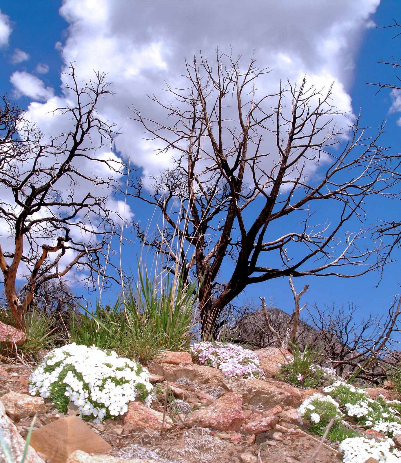 [Phlox_DeadTrees.jpg]