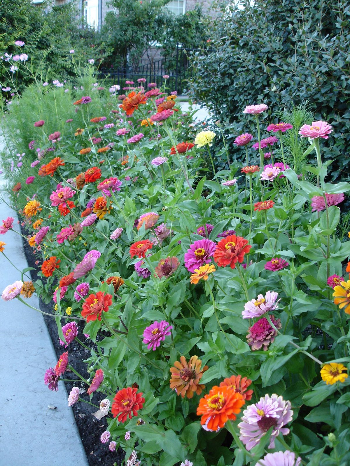 [Zinnias_Aug2008_3.jpg]