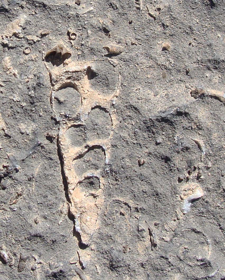 [Gastropod+in+Gardison+Fm.jpg]