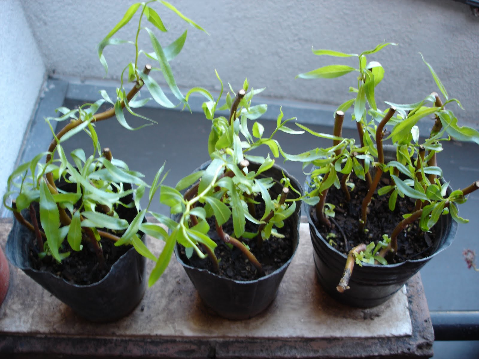 Bonsai Esquejes de Sauce Llorón Eléctrico