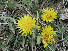 TARAXACUM OFFICINALE