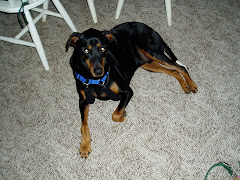 The Dog