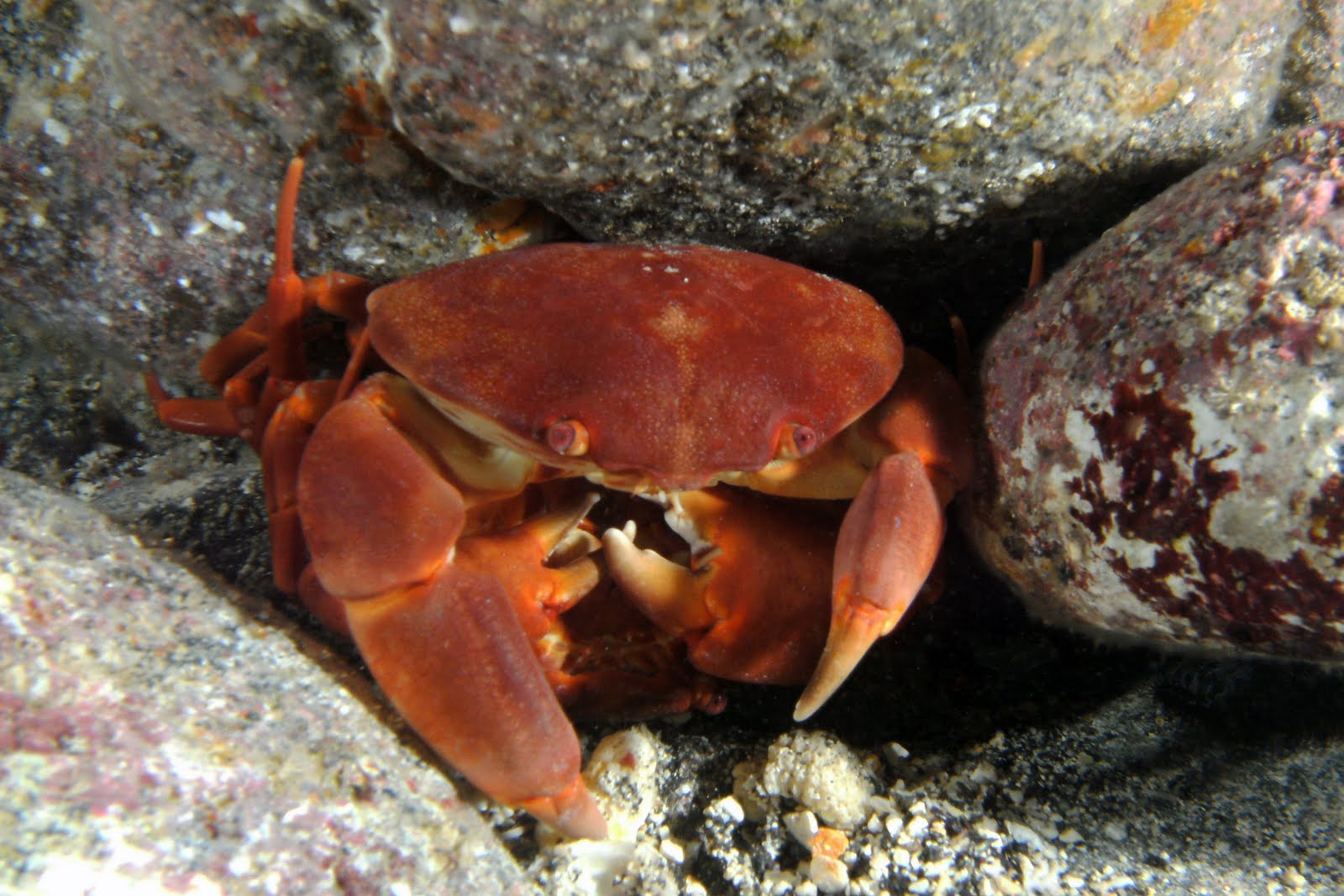 Diving the Kona Coast Convex Crabs in Love