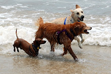 Abby, Toby and Sammy