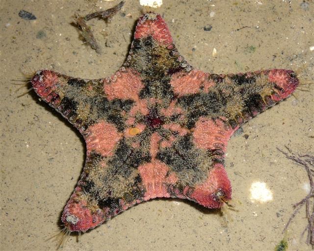 god-s-wonderful-creation-singapore-s-largest-sea-star