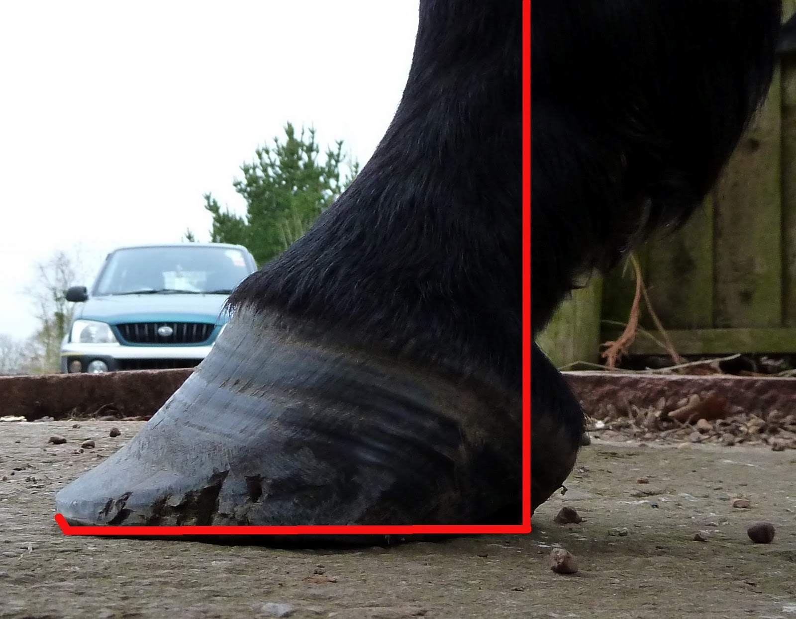 Rockley Farm How long toes affect the back of the hoof