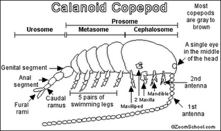 [copepoda03.png]