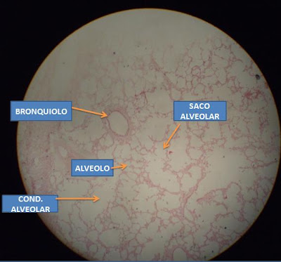 Histologia en Laboratorio: Sistema Respiratorio