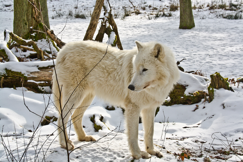 Lithe Wolf White Wolf : January 2011