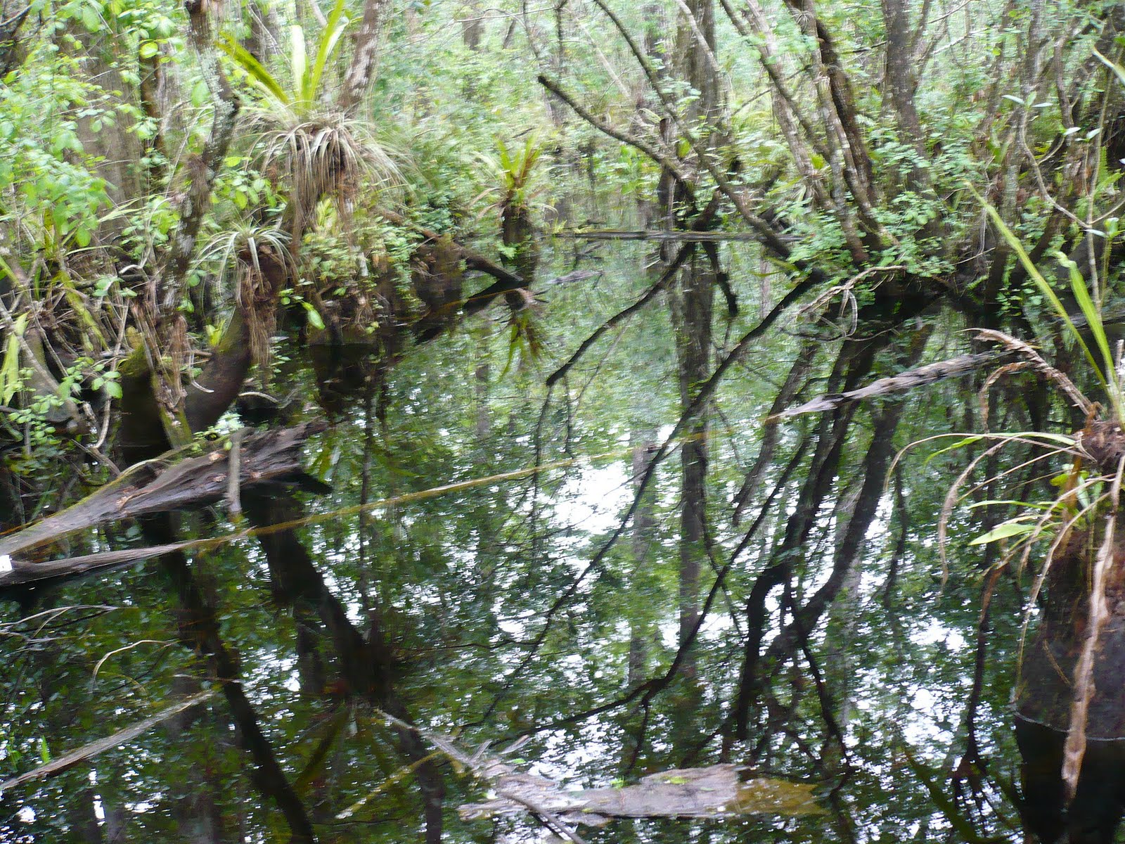 pelagicus FLORIDA March 2010