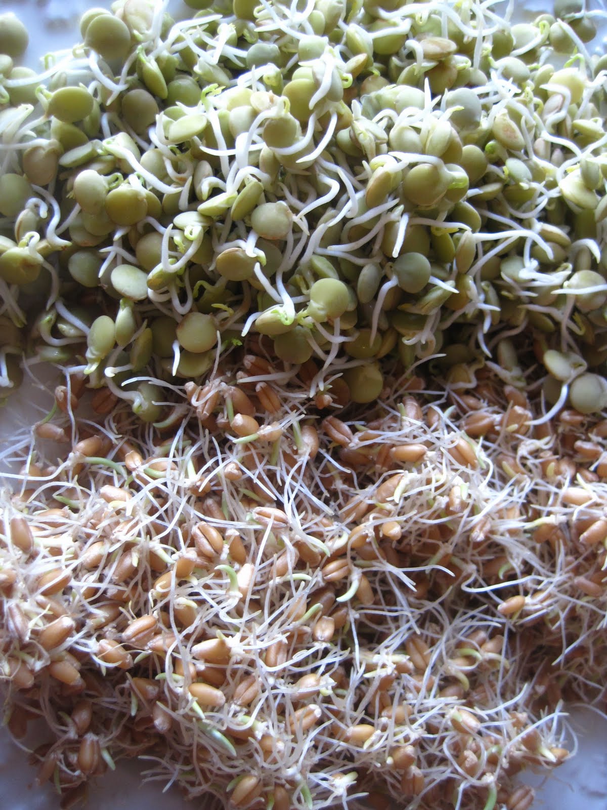 feed yourself Almost Raw Sprouted Wheat BerryLentil Bread