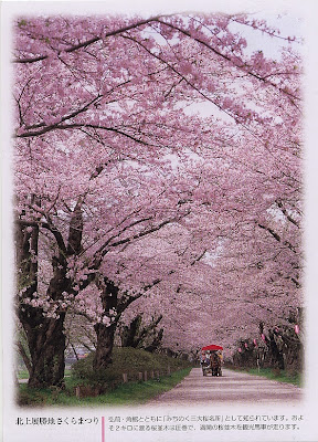 Cherry blossom - sakura