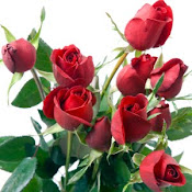 Rose4