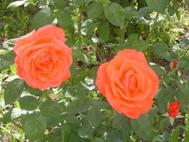 Rosas lindas ...oferecidas pela Paula C.