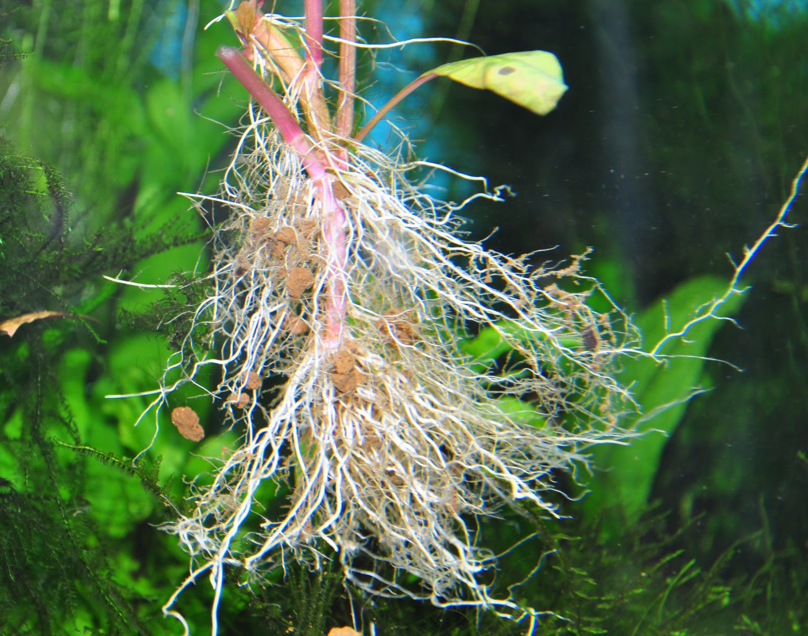 Aquarium feel the nature at home Alternanthera reineckii šaknys